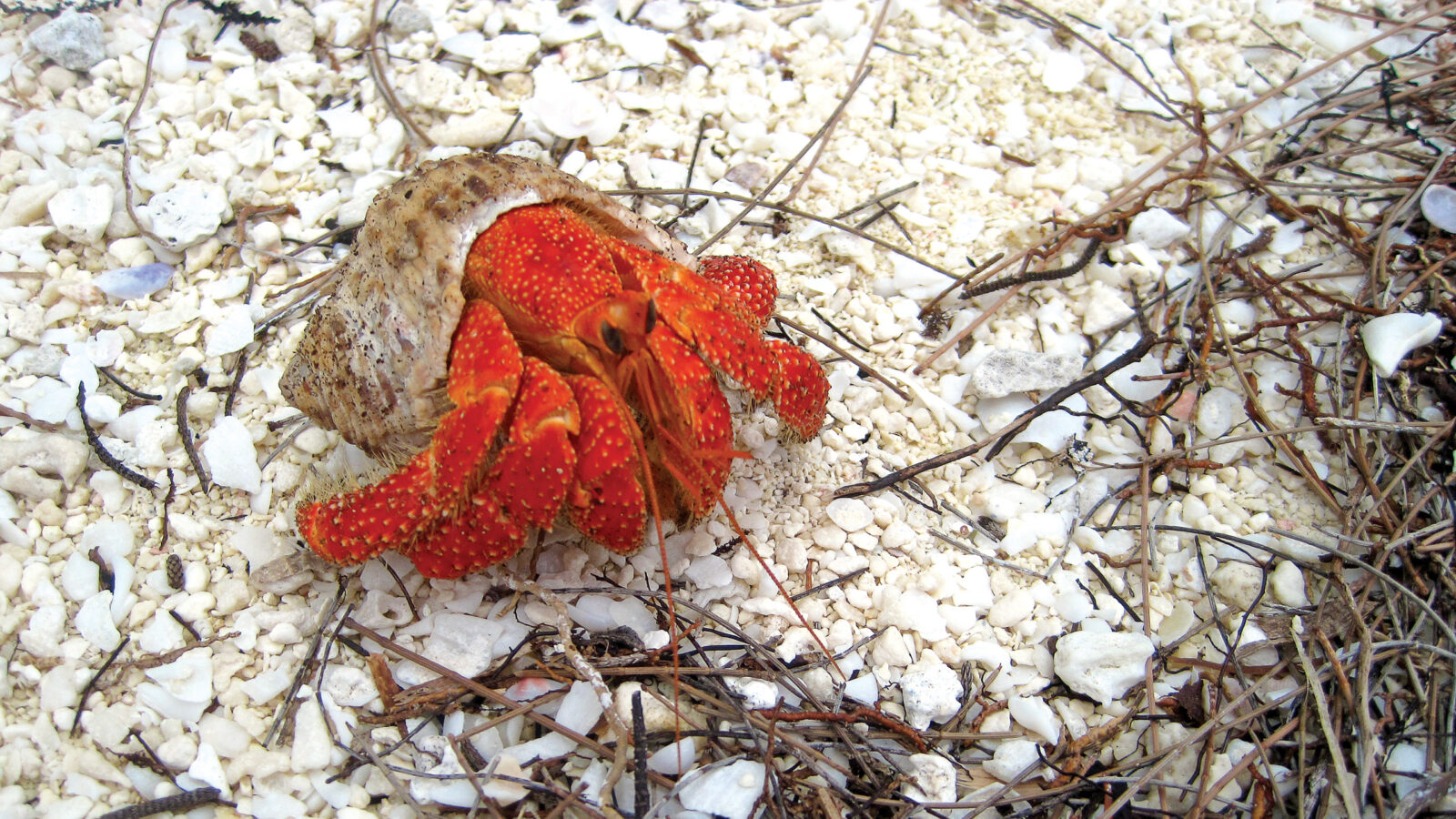 A bright red hermit crab on a white coral sand beach during luxury French Polynesia tours.