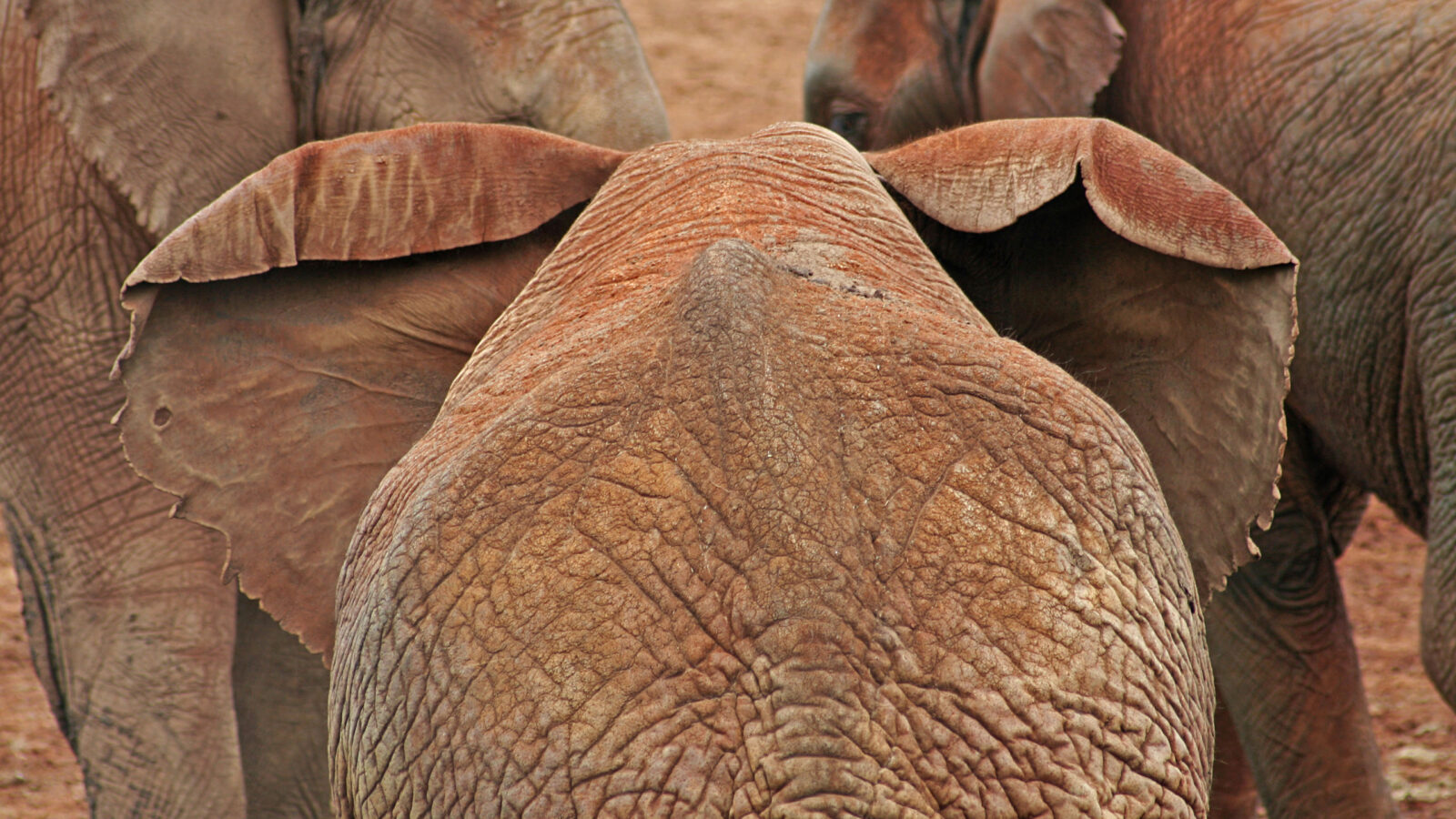 laikipia-elephant.