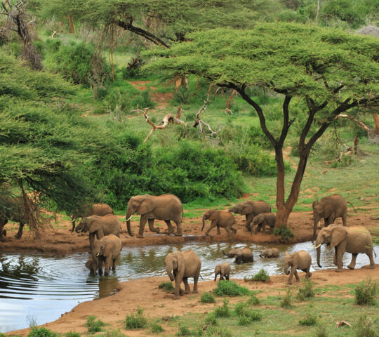 Elephants gather at a waterhole on the Laikipia Plateau
