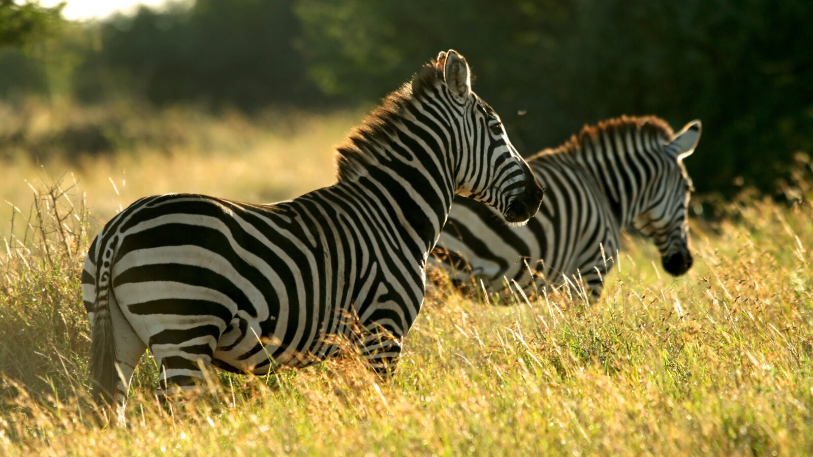 laikipia-zebra
