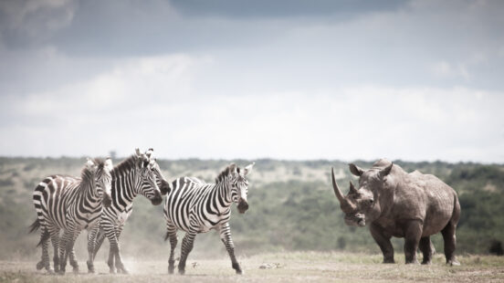 Zebra and rhino, Solio, Kenya safari