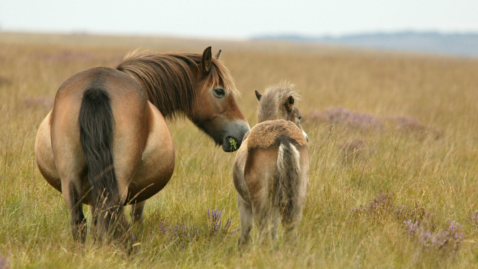 exmoor-pony