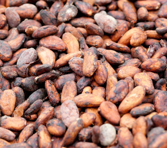 Learn about cacao