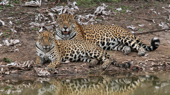 caiman-lodge-jaguar-mum-and-cub