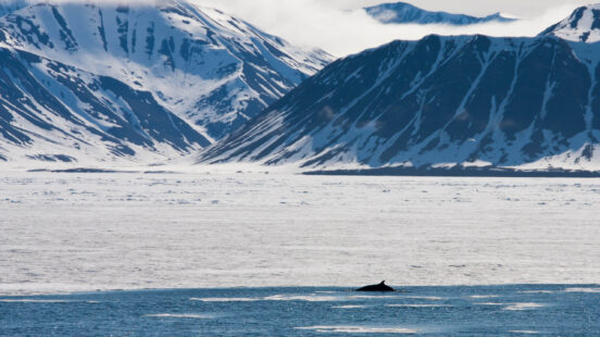 Minke Whale off Svalbard in the Arctic
