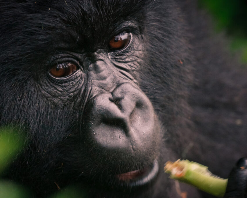 Gorilla trekking