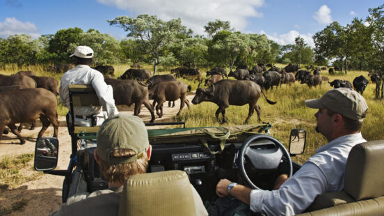 Royal Malewane Buffalo