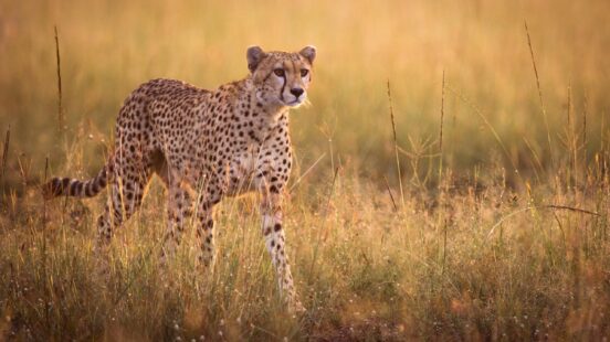 Female cheetah stalking in early morning light - Masai Mara, Kenya