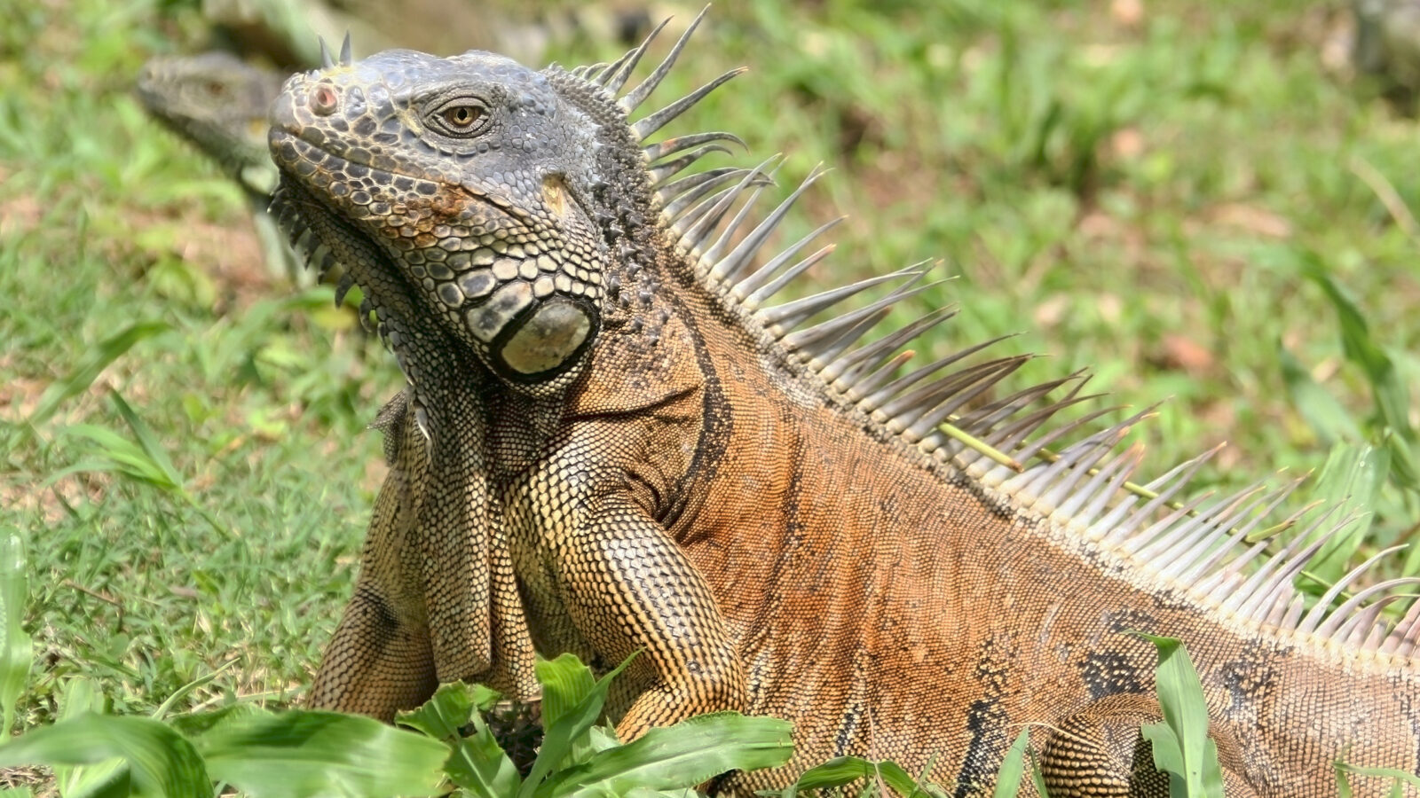 belize-iguana