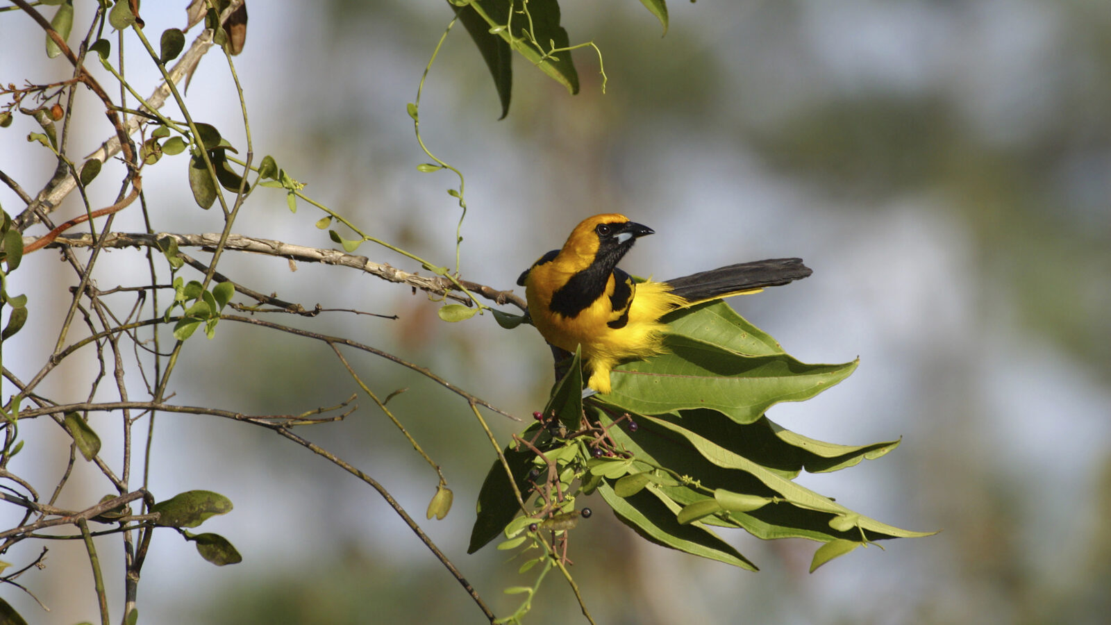 yellow-tailed-oriole