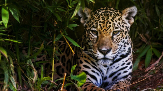 Close-up of a jaguarx27;s face and spotted fur as it stares forward from behind green tropical leaves.
