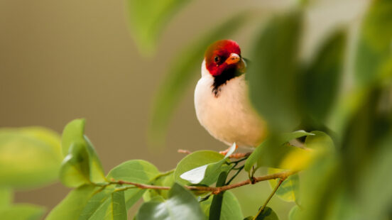 A red-capped cardinal sits on a tree branch partially obscured by green leaves in soft lighting.