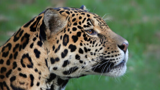 Close-up profile of a jaguarx27;s head with distinct rosettes and long whiskers during luxury Pantanal trips.