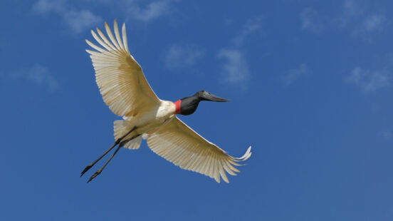 A jabiru stork in mid-flight with wings spread wide against a bright blue sky with light clouds.
