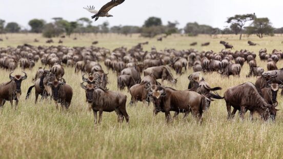 wildebeest serengeti