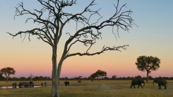 Silhouette of a leafless tree in the foreground with elephants walking across the savanna at sunset.