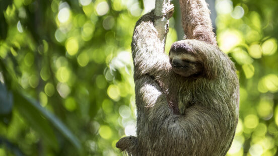 A brown sloth clings to a tree trunk in a bright, leafy forest with a blurred green background.