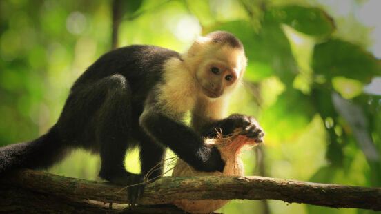 A white-faced capuchin monkey perches on a branch and holds a coconut against a blurred green background.