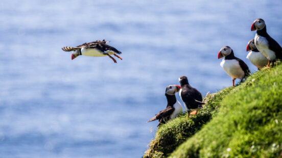 Atlantic Puffins on cliffs, Iceland