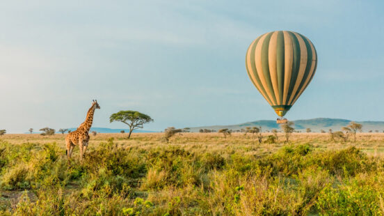 Giraffe watching a hot air balloon, Tanzania