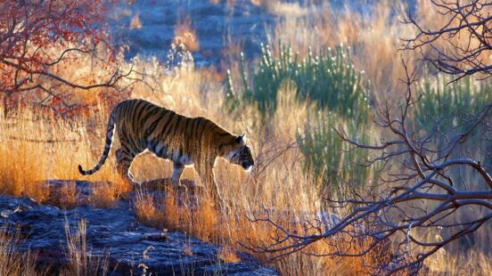 A tiger walking through tall, golden grass near a rocky ledge in a natural habitat.