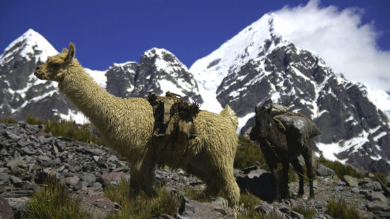 llama-ausangate-mountain-peru