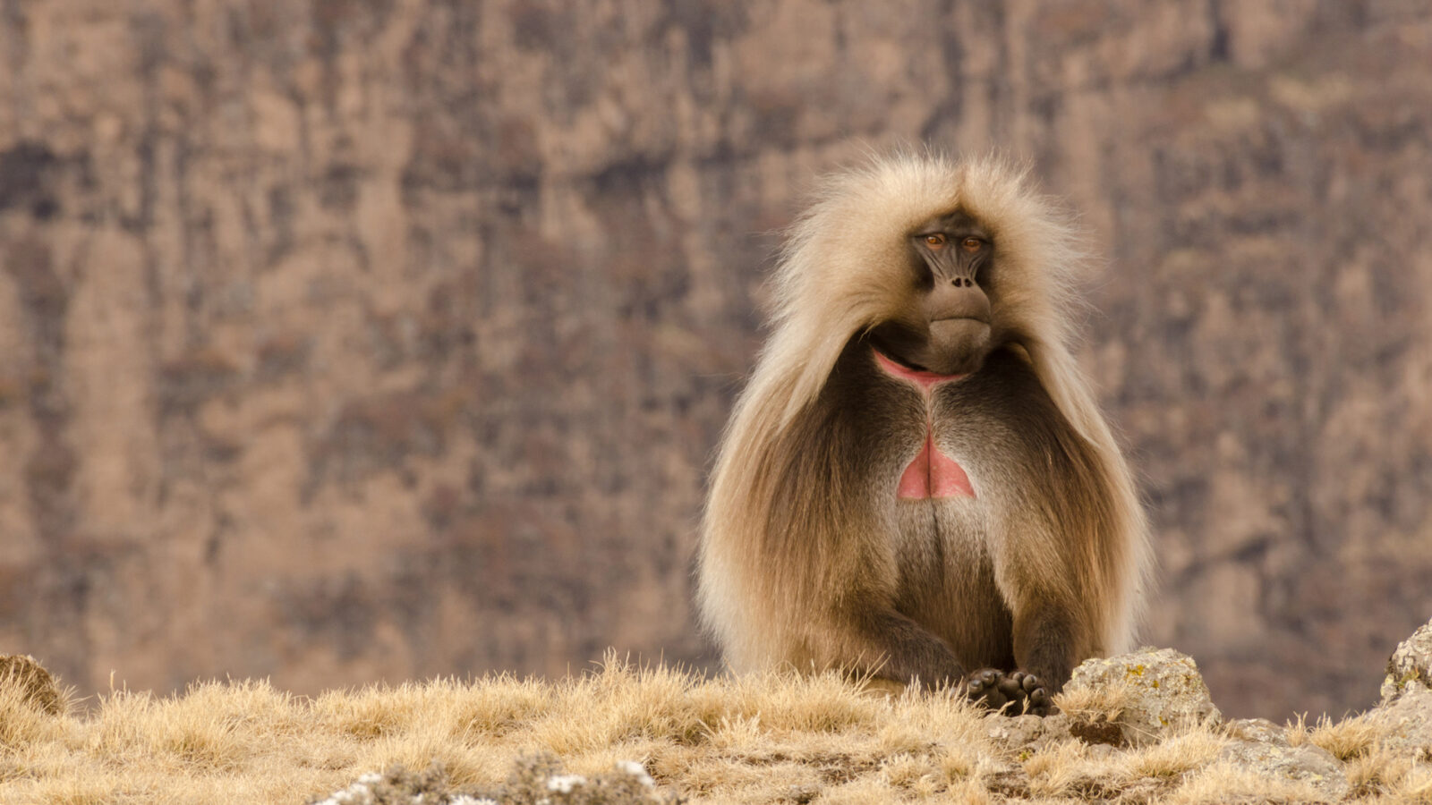 gelada-baboon