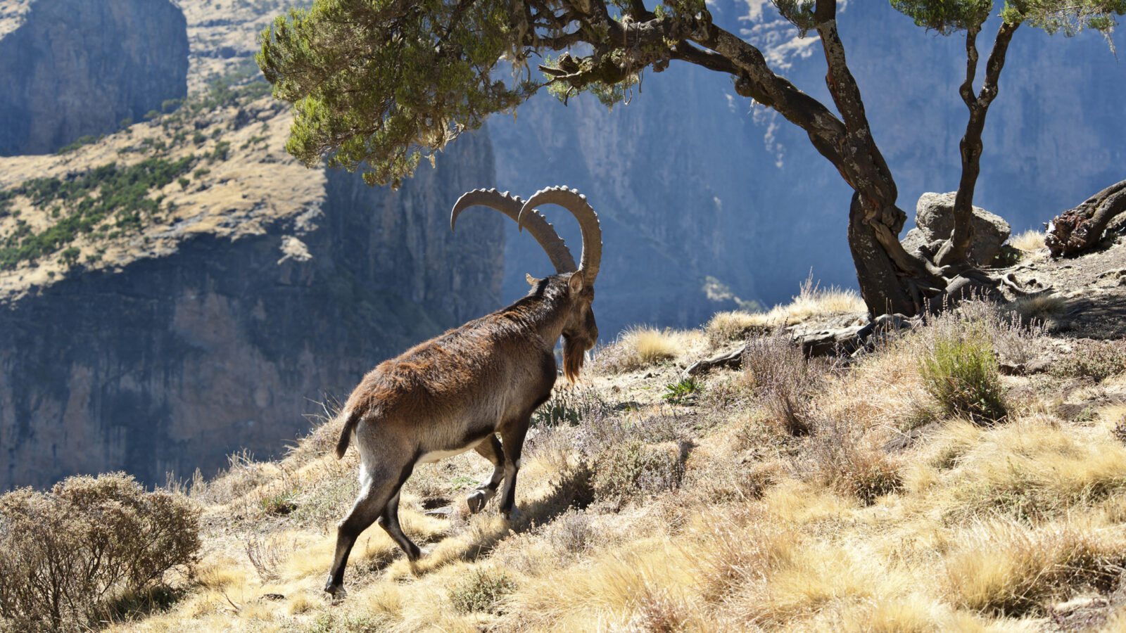 An ibex with large curved horns stands on a dry, grassy mountain slope next to a tree overlooking a canyon.