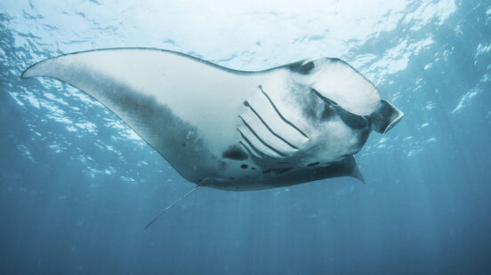 Manta Ray, Nusa Penida, Bali