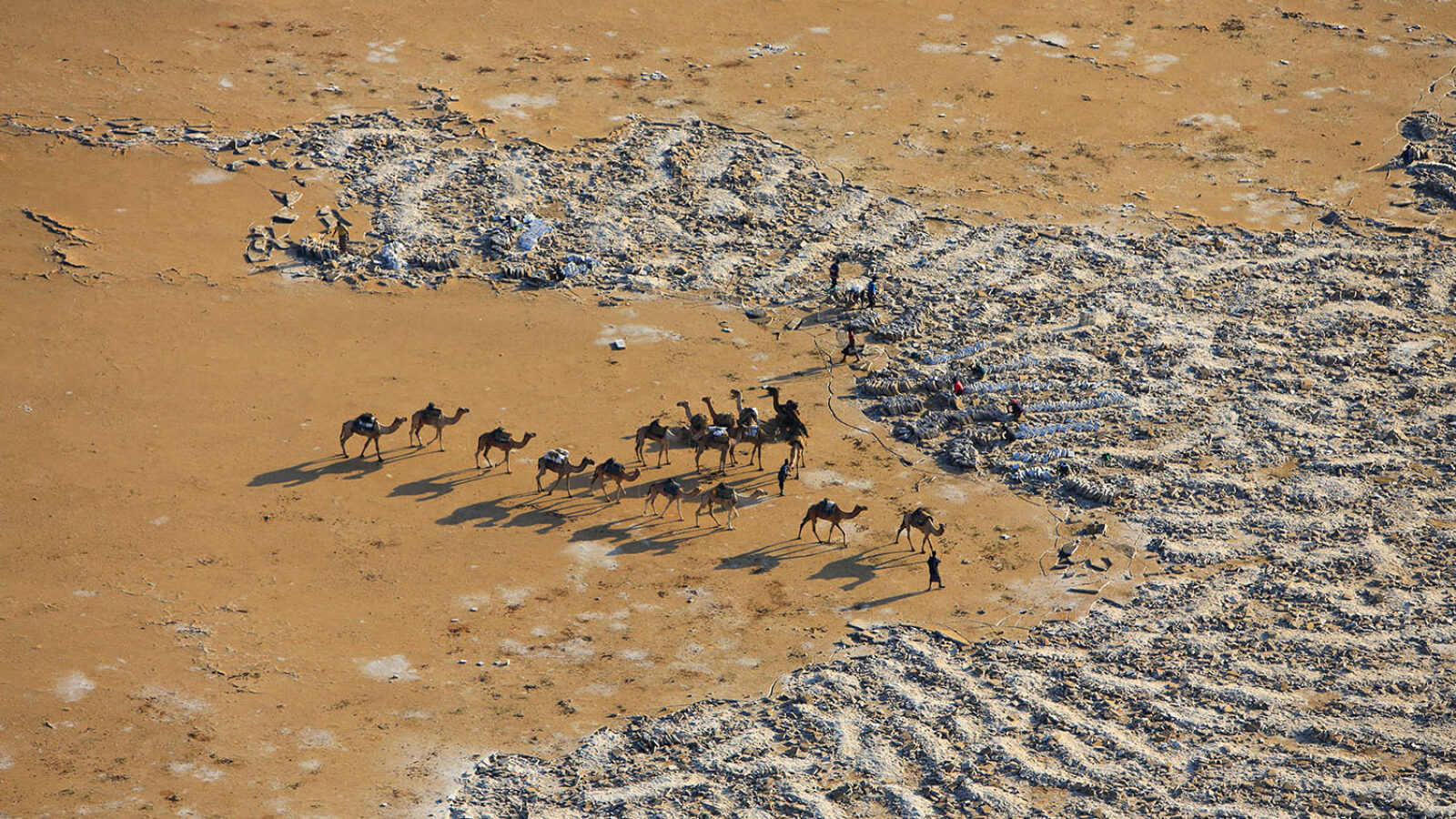 Camels in the Danakil Depression, Ethiopia