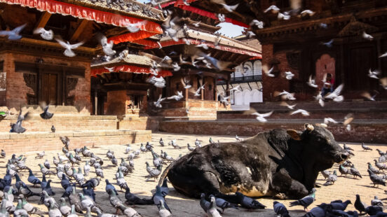 A black bull lying on the ground surrounded by many pigeons in a temple square.