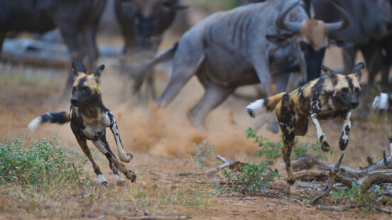 Wild dogs, Malilangwe Wildlife Reserve, Zimbabwe