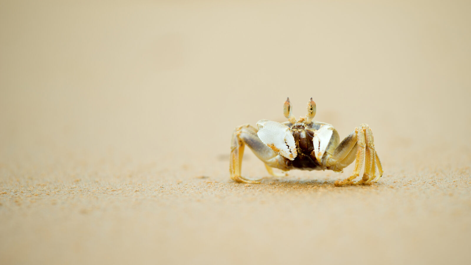 crab-on-the-beach-con-dao