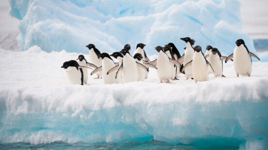 Penguins on the snow