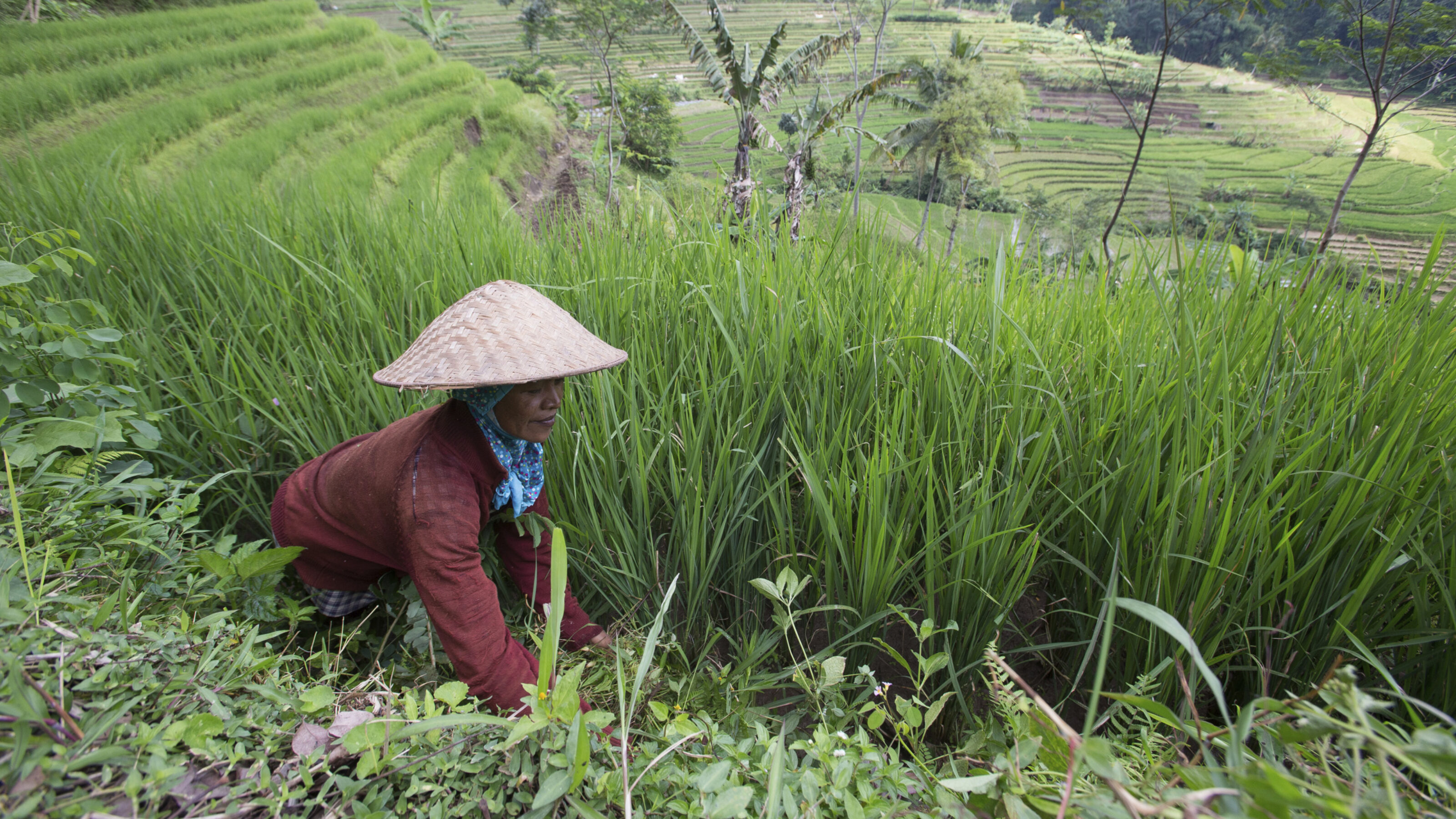 amanjiwo-rice-field-worker