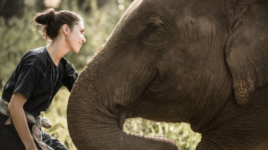 four-seasons-elephants