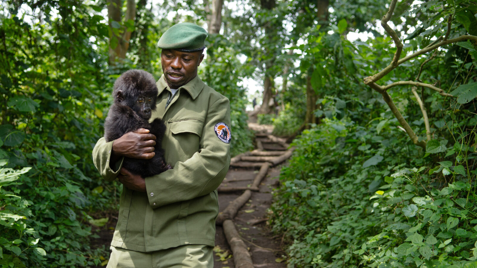 senkwekwe-gorilla-sanctuary