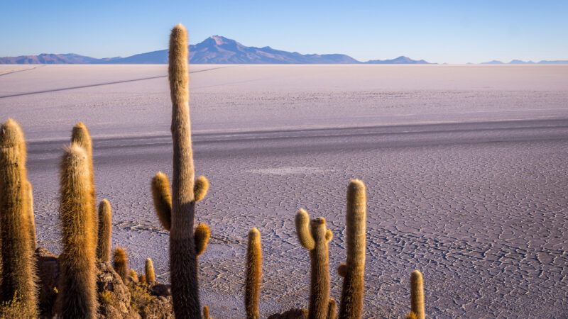Large cacti overlook a wide, cracked salt flat with a prominent blue mountain under a clear sky in the background.
