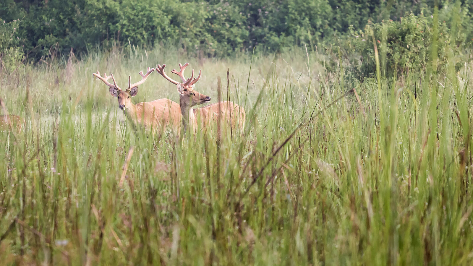Two deer with antlers standing in a field of tall grass with trees in the background.