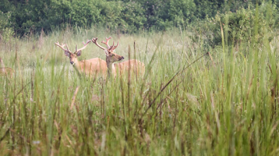Two deer with antlers standing in a field of tall grass with trees in the background.