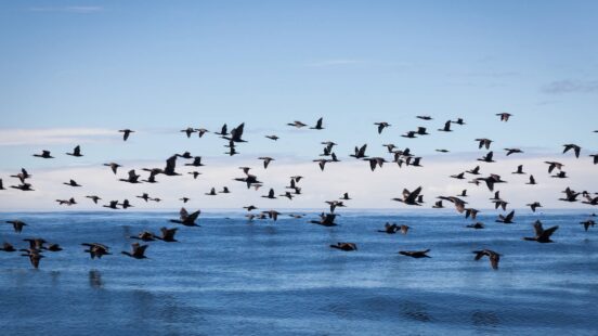 Birds fly over the ocean water, Grootbos Private Reserve, the Whale Coast, South Africa
