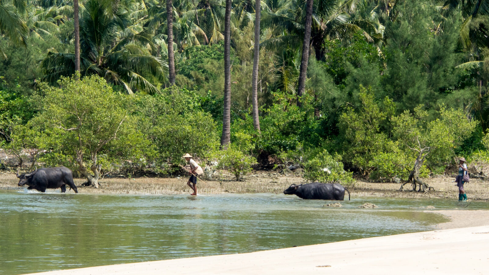 ngapali-beach-buffalo