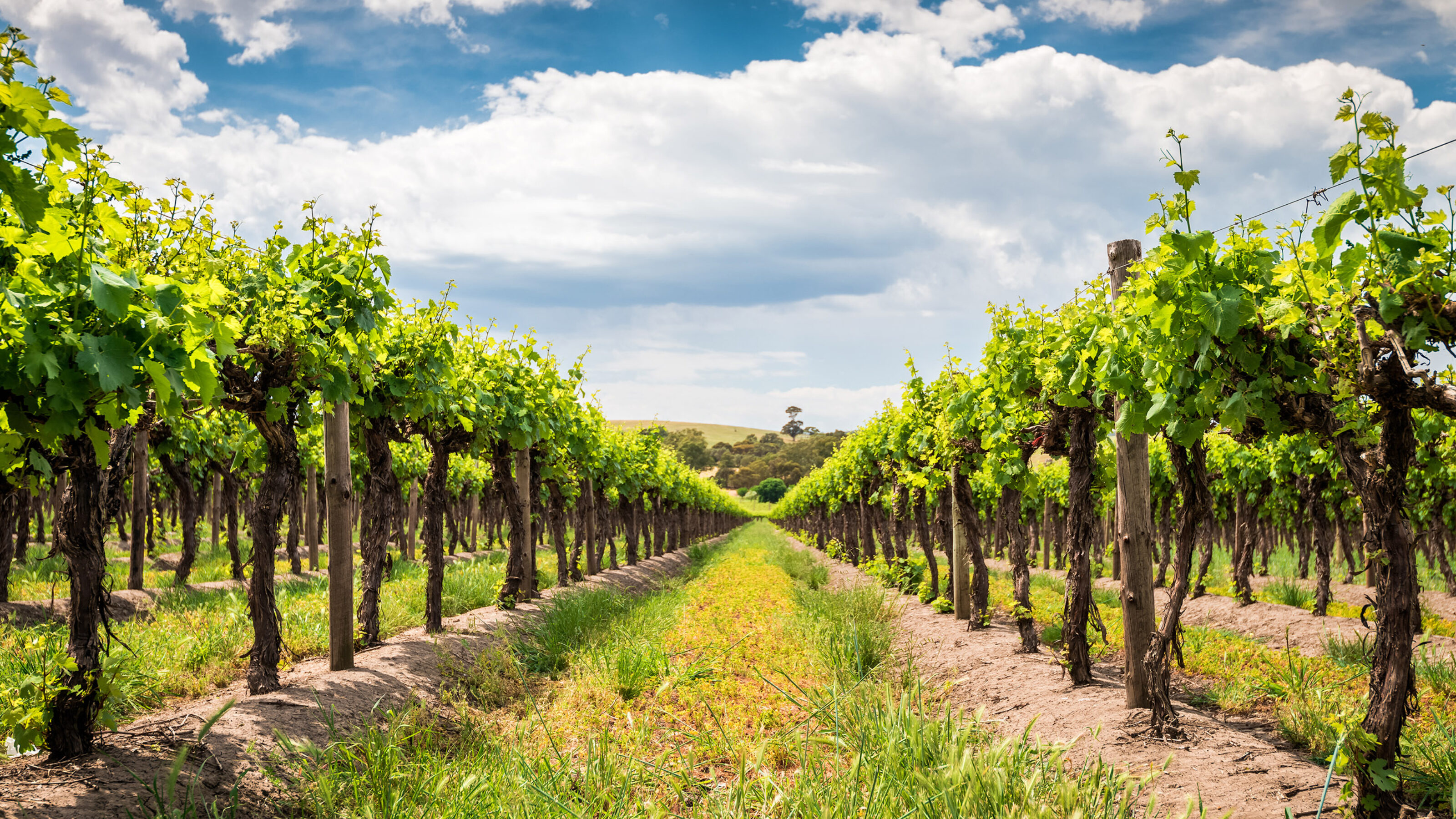vineyard-barossa-valley-australia
