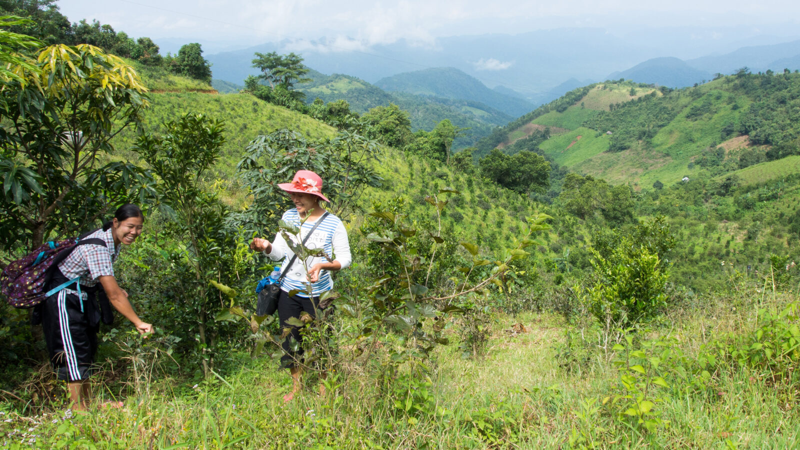 kalaw-hills