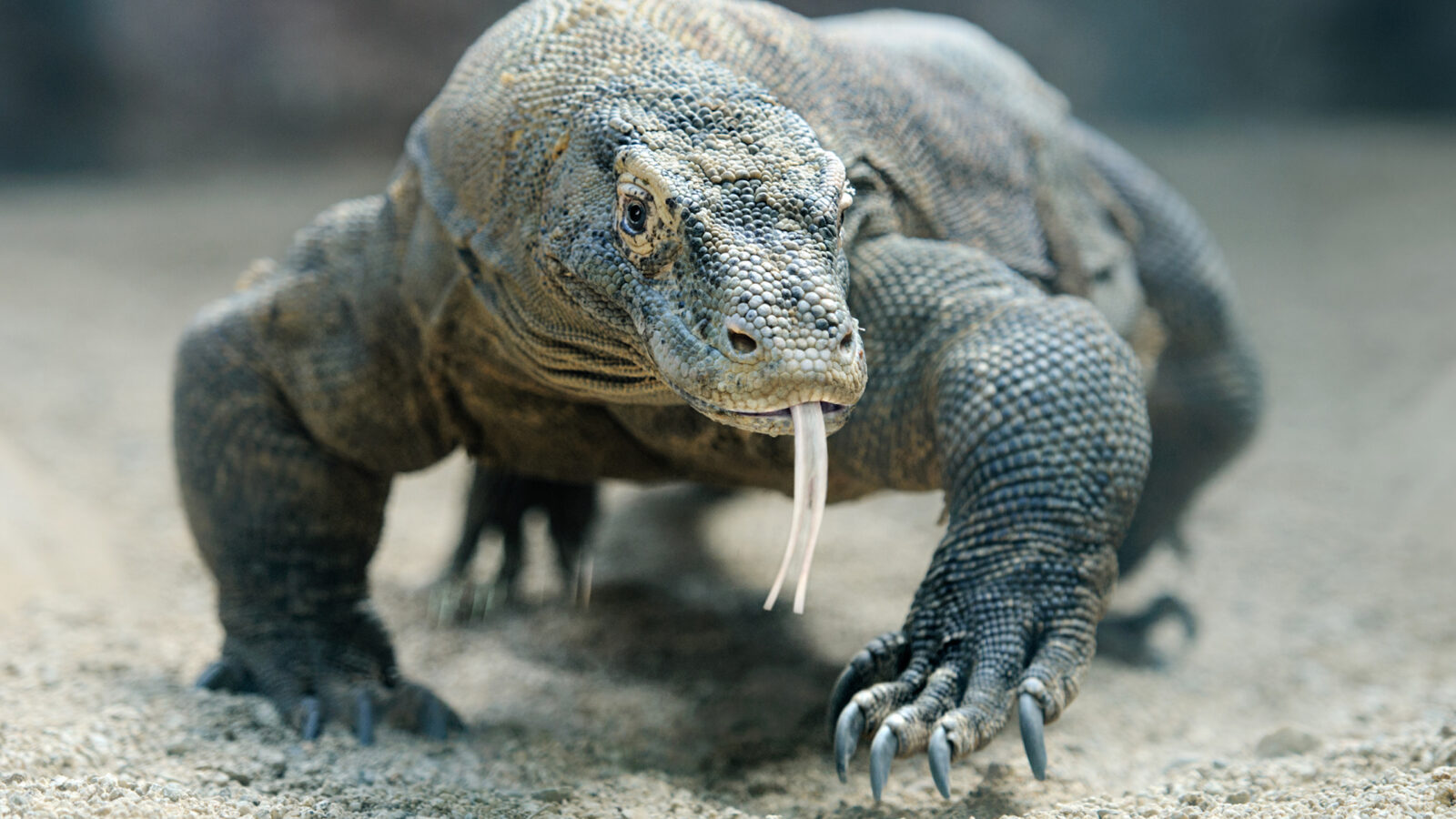 komodo-dragon