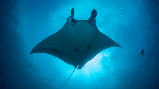 Backlit Manta