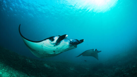 A couple of mantas in Komodo Island, Indonesia