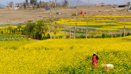 khokana-mustard-field