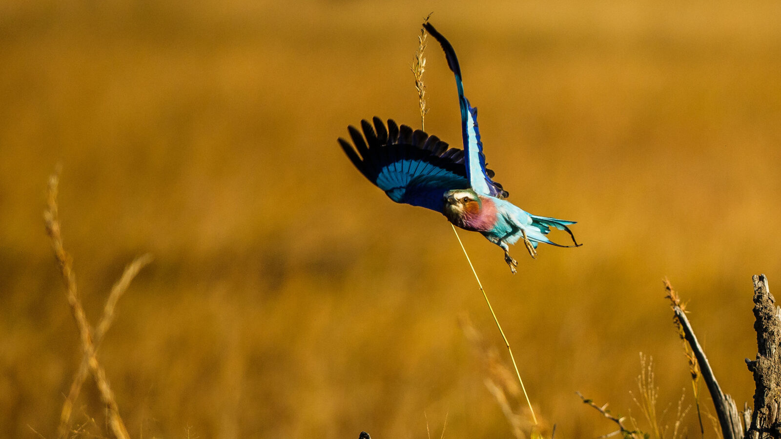 Botswana Selinda Camp