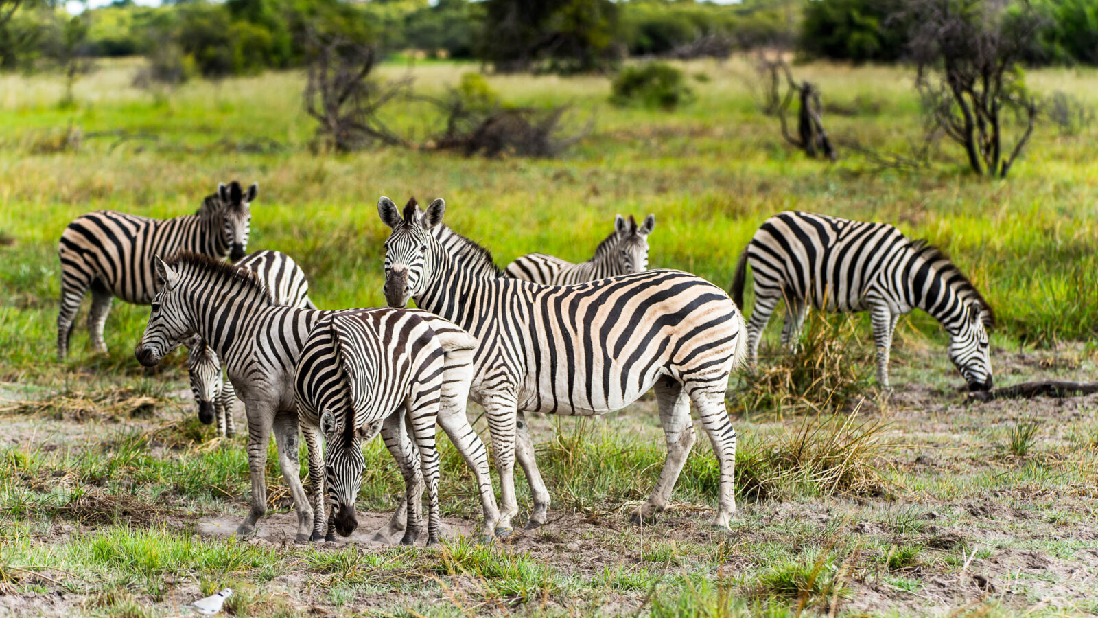 Zebra close view in the Moremi Game Reserve (Okavango River Delta), National Park, Botswana